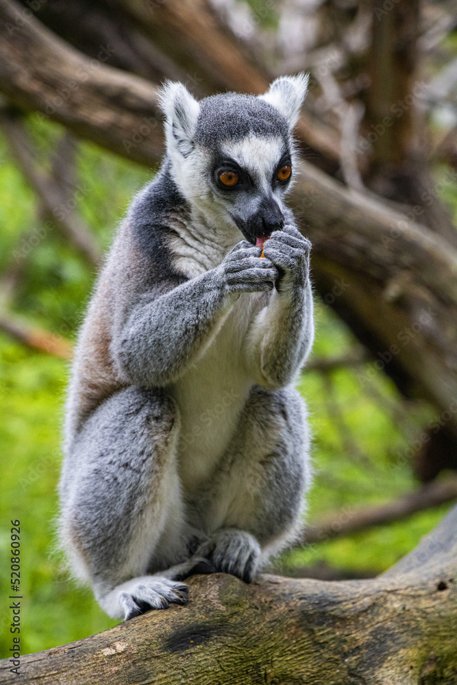 Fototapeta premium feeding a lemur in the zoo