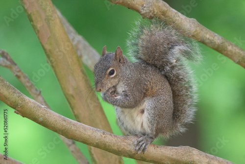 squirrel on a tree