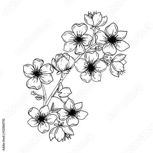 Sakura flowers, hand drawn ink line style. Cute doodle cherry plant vector illustration, black isolated on white background.