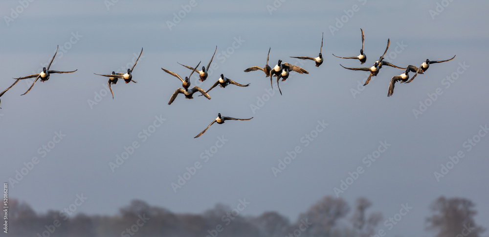 Fototapeta premium Shoveler Ducks in Flight