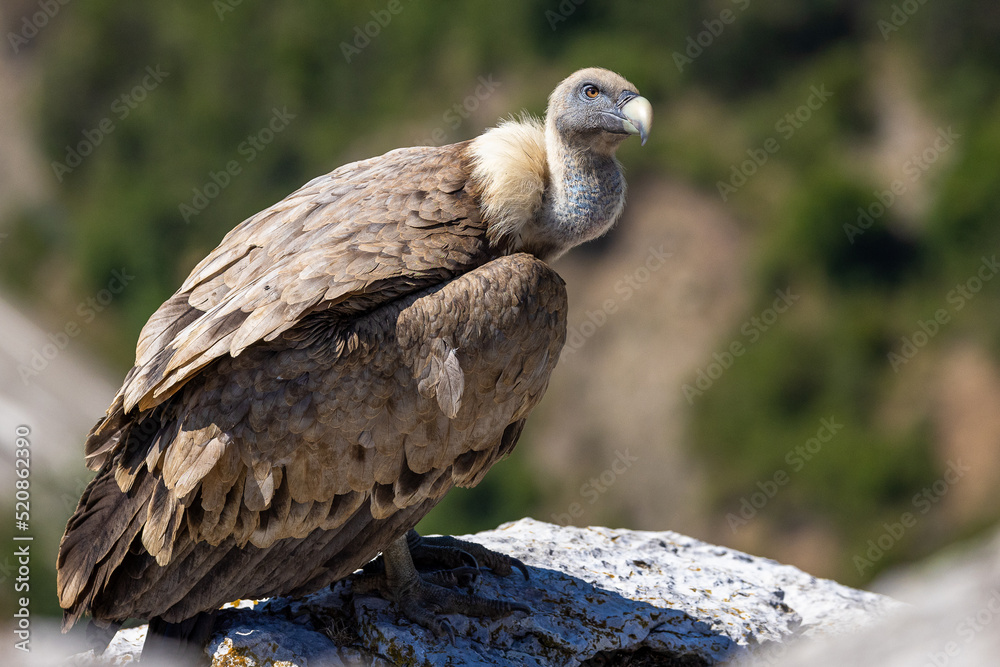 Portrait of a griffon vulture on the edge of a cliff Portrait of a griffon vulture on the edge of a cliff