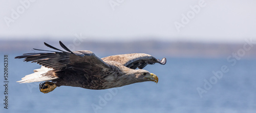 Tableau sur toile White-tailed Eagle / Sea Eagle