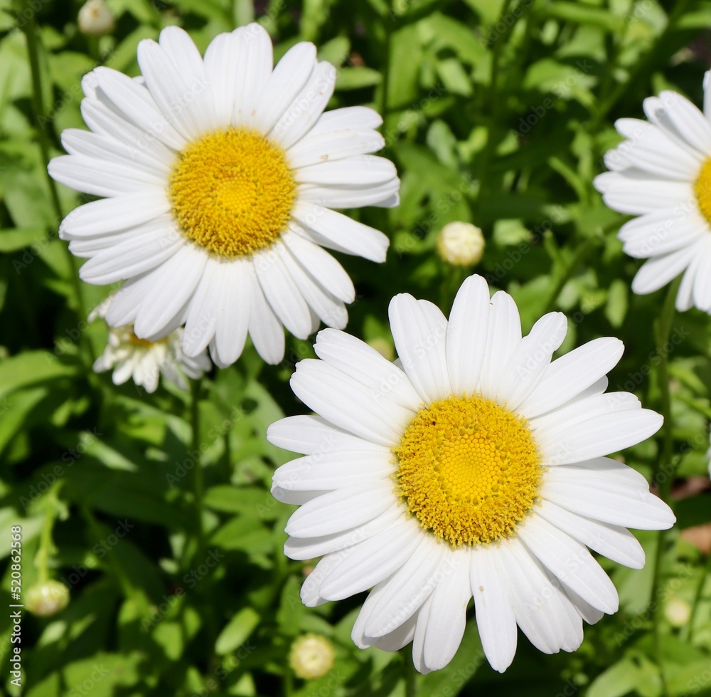 A close view of the white and yellow daisy flowers. A close view of the white and yellow daisy flowers.