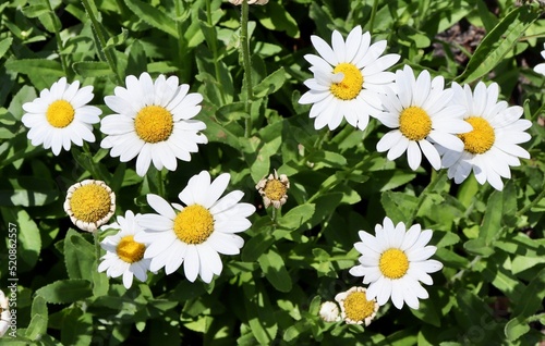 A close view of the white and yellow daisies in the garden.