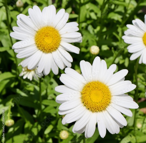 A close view of the white and yellow daisy flowers.