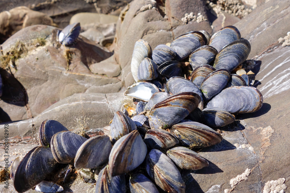 A cluster of Mussels