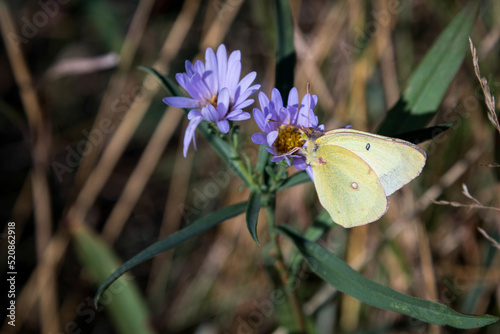 Pink-edged Sulphur (Colias interior) butterfly photo