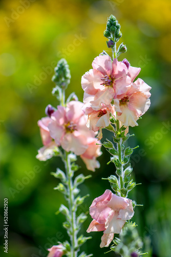 Matthiola incana Blooming in an English Garden photo