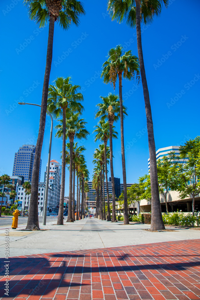 a long sidewalk with rows of tall lush green palm trees and skyscrapers ...