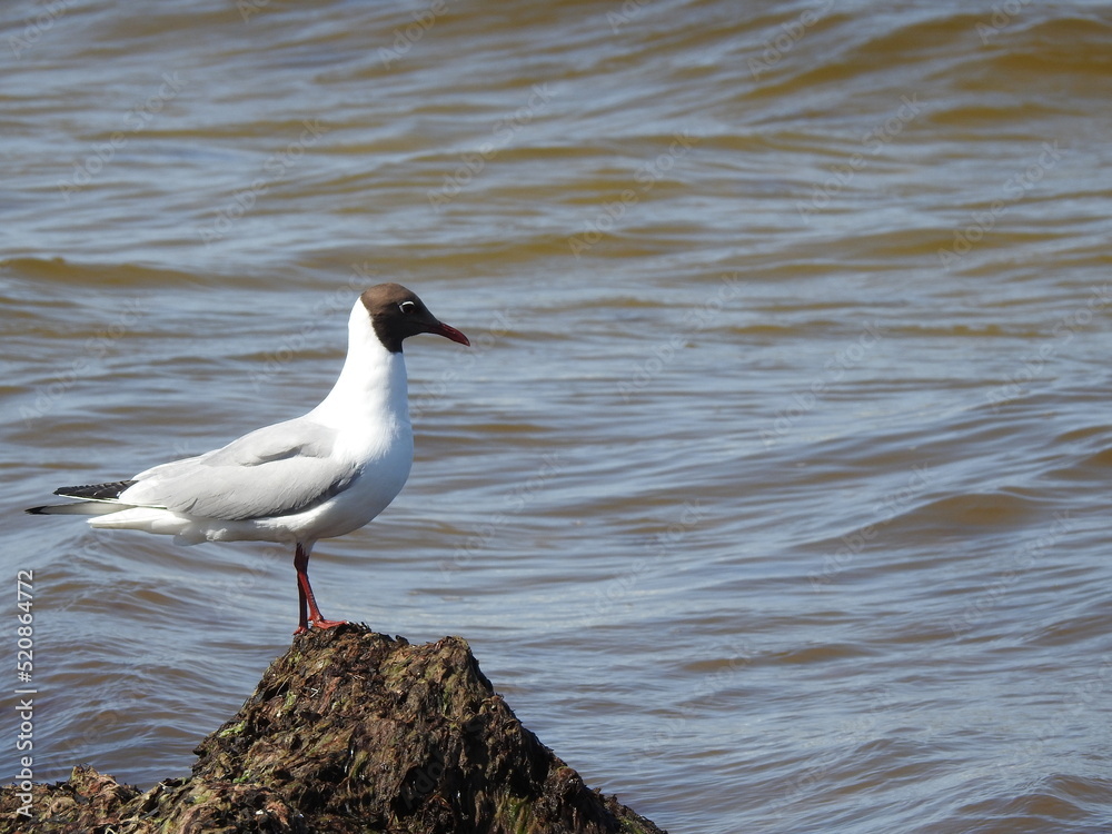 The black-headed gull, Chroicocephalus ridibundus The black-headed gull, Chroicocephalus ridibundus