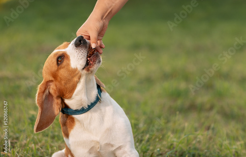 Happy dog taking treat from female hand in outdoors. Unrecognizable person feeding beagle slice of dried beef liver