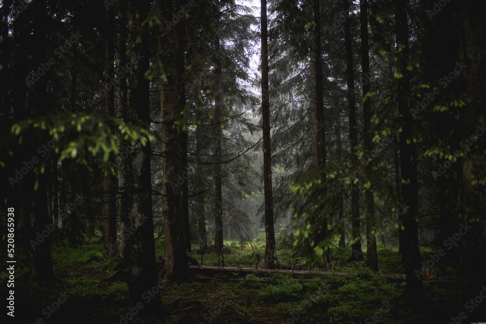 The Black Forest, Germany 2015