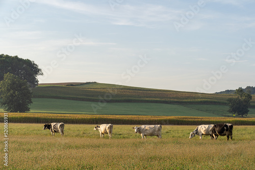 Cows grazing in a farm field with corn fields on a rolling hill in the background