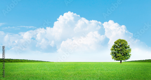 Green grass field , lonely tree and blue sky