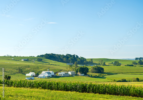 Amish farm in a lush green valley in rural America with a cornfield in the foreground | Holmes County, Ohio