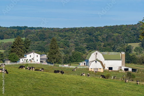 Amish farm and pasture with dairy cows grazing in the rolling countryside of Holmes County, Ohio