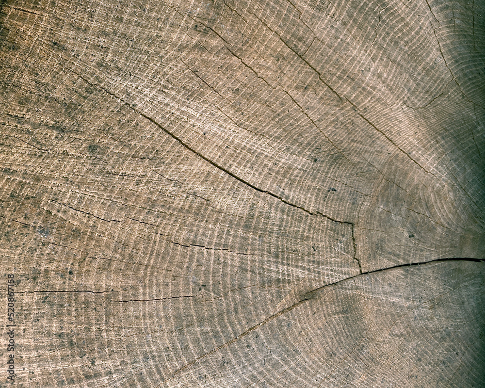 Fototapeta premium The structure of a sawn or cut big tree close-up