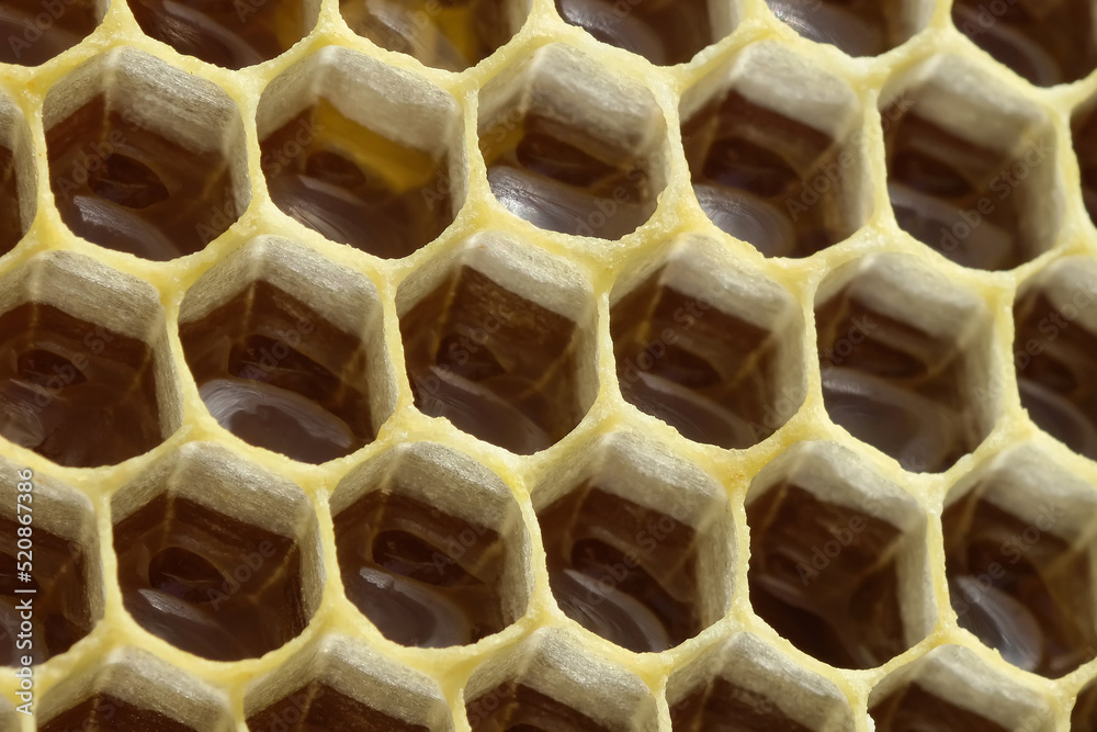 A fragment of a honeycomb with honey. Macro photo. Beekeeping and honey production image.