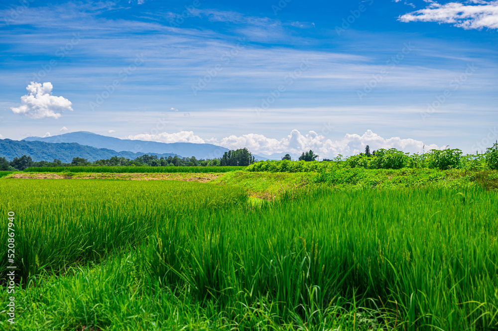 夏の安曇野