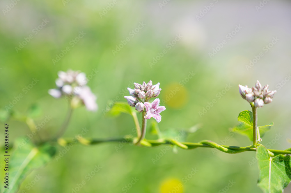 ガガイモの花