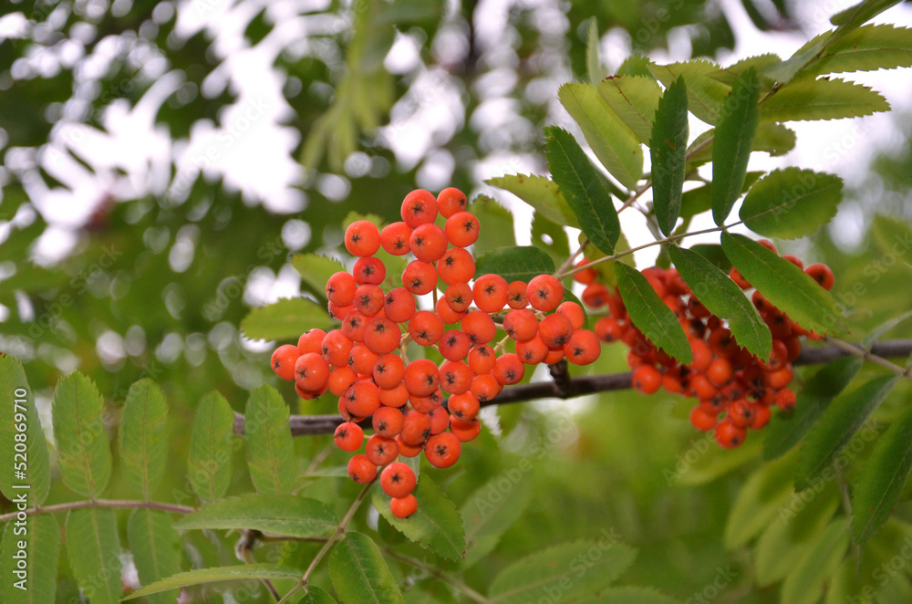  Wild rowan berries growing on a tree branch in summer time.  Health benefits  and medicine concept.