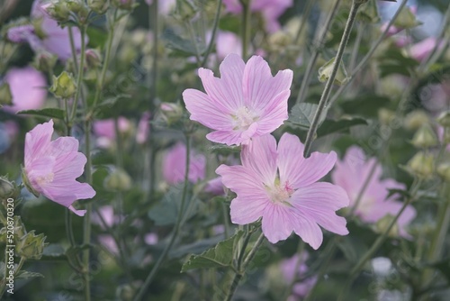 Full-color horizontal photo. Hatma of Thuringia. Lavatera. Large purple flowers on a green background. photo