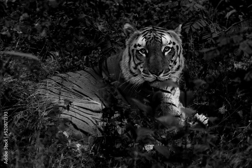 A black-and-white portrait of a Bengal tiger displaying its patterns while it spends some leisure time in its foliage. © Avilash