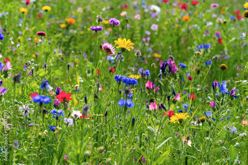 Different types of flowers in green field with variety of colors.