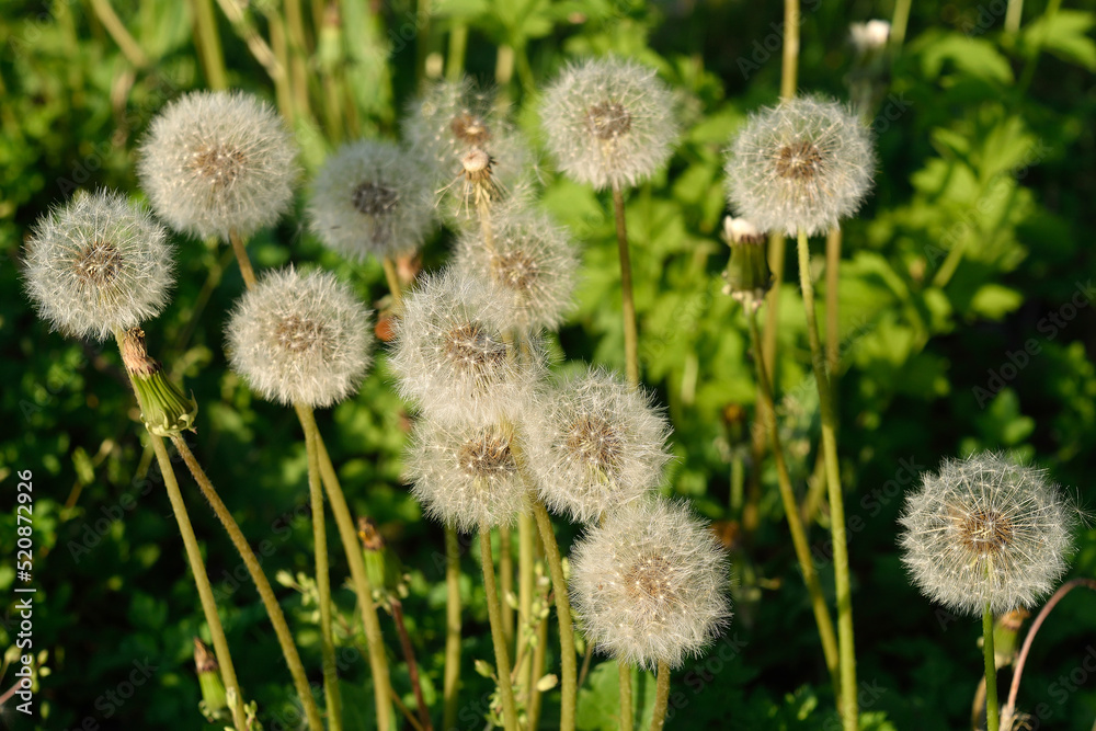 Dandelions in the grass in the summer evening Dandelions in the grass in the summer evening