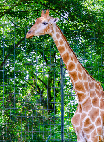 Canvas Print giraffe in the zoo, Dortmund, Germany