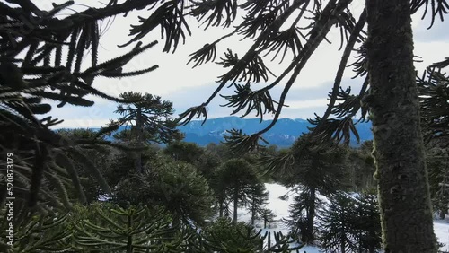 volando entre las araucarias