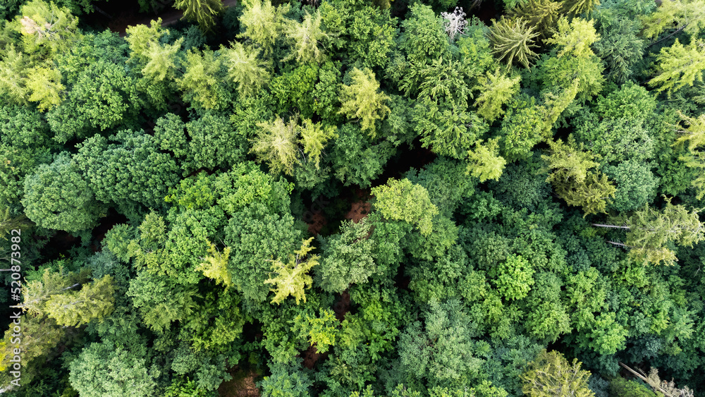 forest from above with green treetops
