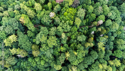beautiful green treetops from a big forest in Stuttgart, Germany © Jonas M. Schmidt