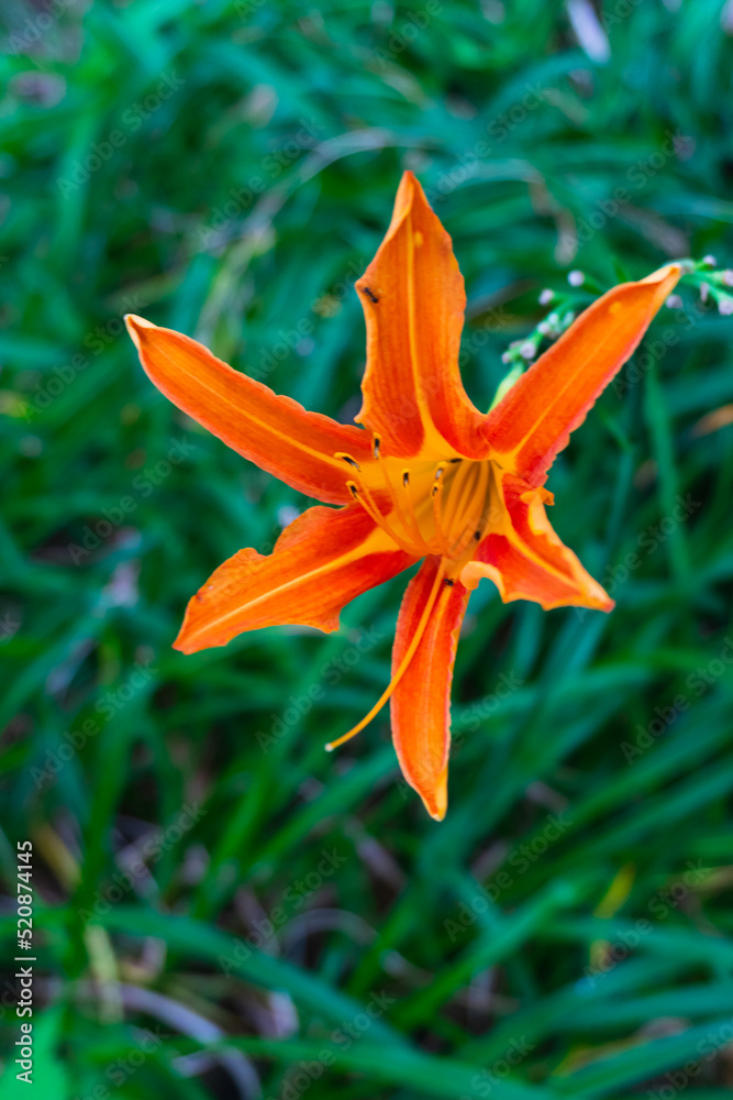 huge single orange lilly close up in middle of a city huge single orange lilly close up in middle of a city