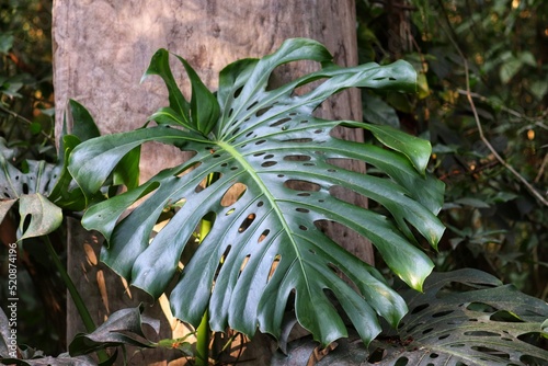 Photograph of the Monstera deliciosa plant. 