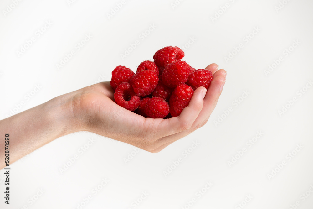 Female hand gentle holding a lot of ripe red big raspberries against white background; handful of raspberries; isolated. - obrazy, fototapety, plakaty 