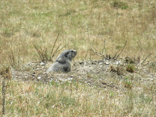 Marmotte sortant de son terrier