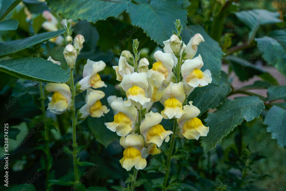 Yellow and white snapdragon flowers growing in an outdoor flower garden. Yellow and white snapdragon flowers growing in an outdoor flower garden.