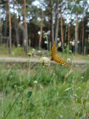 Obraz na płótnie butterfly on a flower w salonie