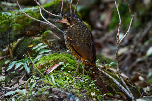 Variegated Antpitta (Grallaria varia) photo