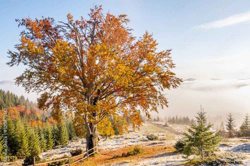 Amazing view from peak to mountains in clouds at sunrise in autumn with first snow. Beautiful landscape with Ukrainian Carpathians, forest, sky.