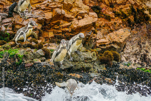 Amazing view of Ballestas islands, a national  reserve in Pisco Bay, PAracas, , Peru. where you can see many birds, sea lions and the Candelabro geoglyph  of Paracas Peninsula