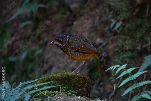 Variegated Antpitta - Grallaria varia