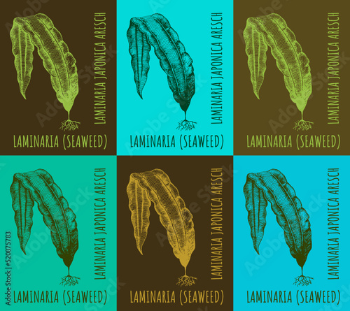 Collection of kelp in different color compositions: laminaria sea kale, japonica Aresch. Edible algae. Hand drawn illustration.
