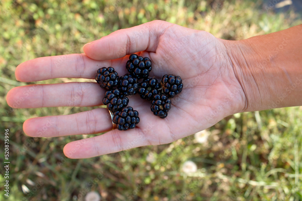 Blackberry, a plant belonging to the Rosaceae family Blackberry, a plant belonging to the Rosaceae family