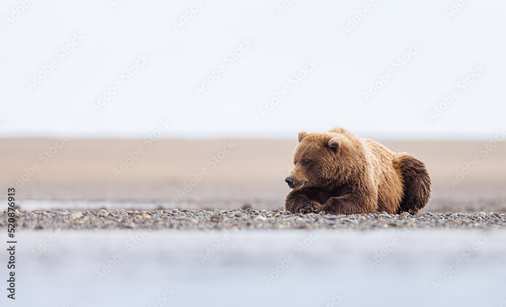 Fototapeta premium A coastal brown bear laying on the beach during low tide