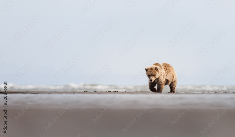 A coastal brown bear cub walks along the beach in Alaska