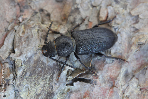 Longhorn Beetle  Spondylis buprestoides  on the bark of a tree.