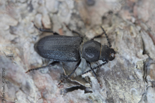 Longhorn Beetle (Spondylis buprestoides) on the bark of a tree.