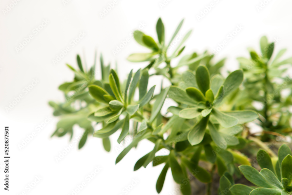 Fototapeta premium greeen succulent plant on the white background